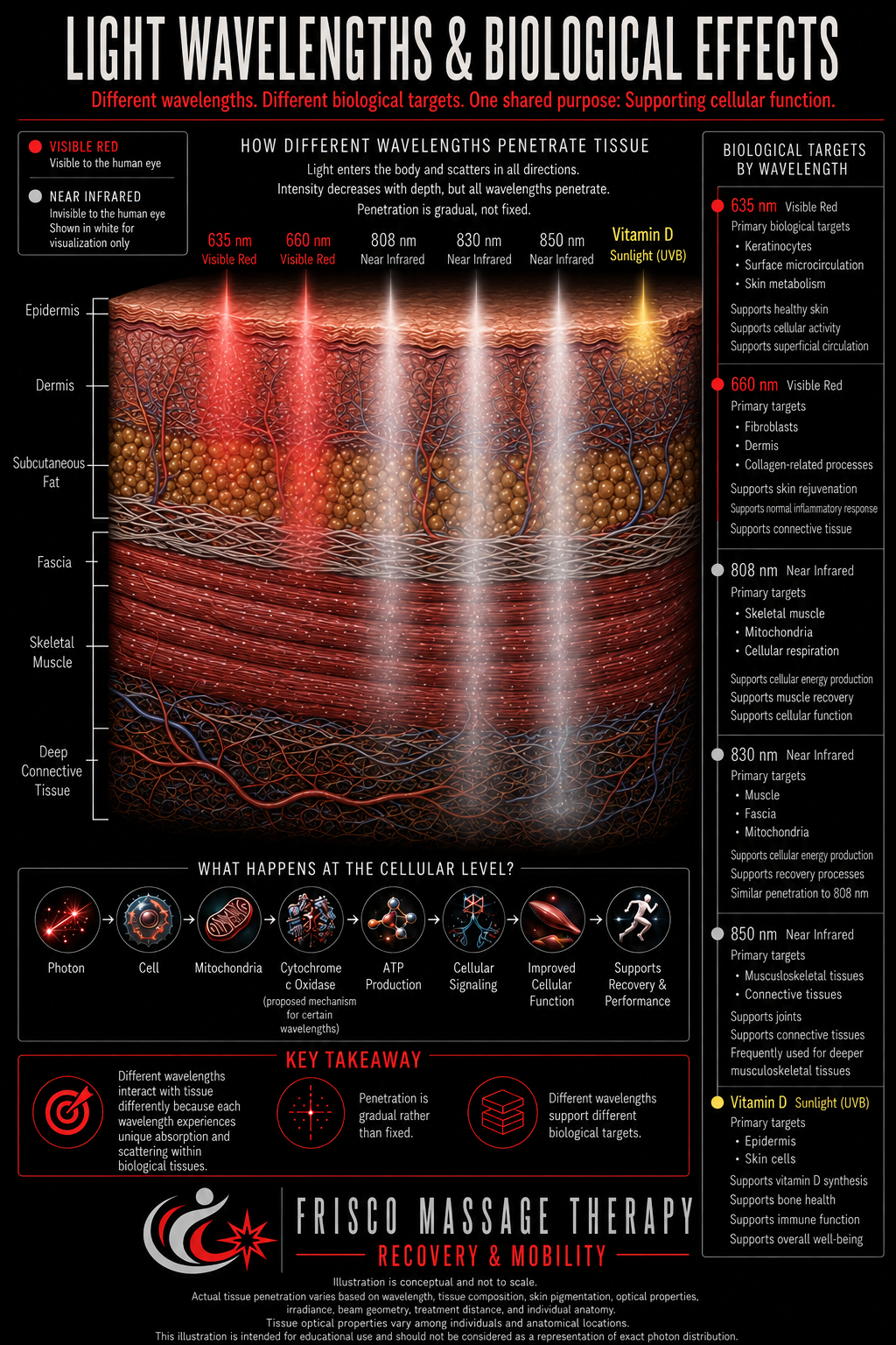 Infographic showing how red, near infrared, and UVB light wavelengths penetrate tissue and their biological effects, including ATP production, collagen formation, and vitamin D synthesis. Infographic showing how red, near infrared, and UVB light wavelengths penetrate tissue and their biological effects, including ATP production, collagen formation, and vitamin D synthesis.
